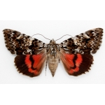 Light Crimson Underwing Catocala promissa 10 eggs